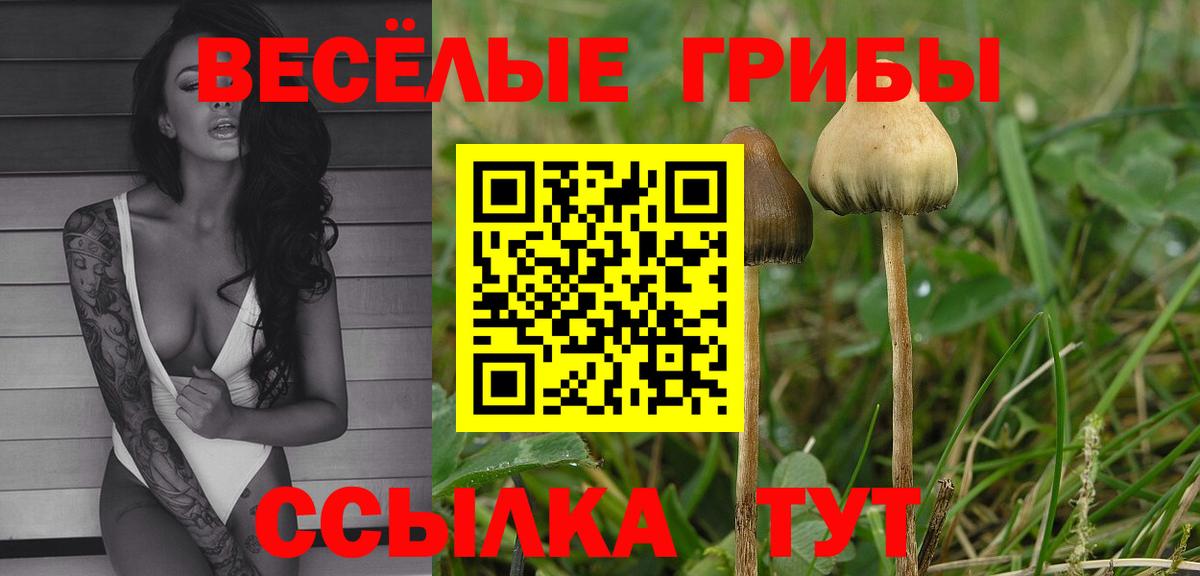Усть-Кут  Галлюциногенные грибы GOLDEN TEACHER  Вход с VPN  Галлюциногенные грибы Psilocybe 